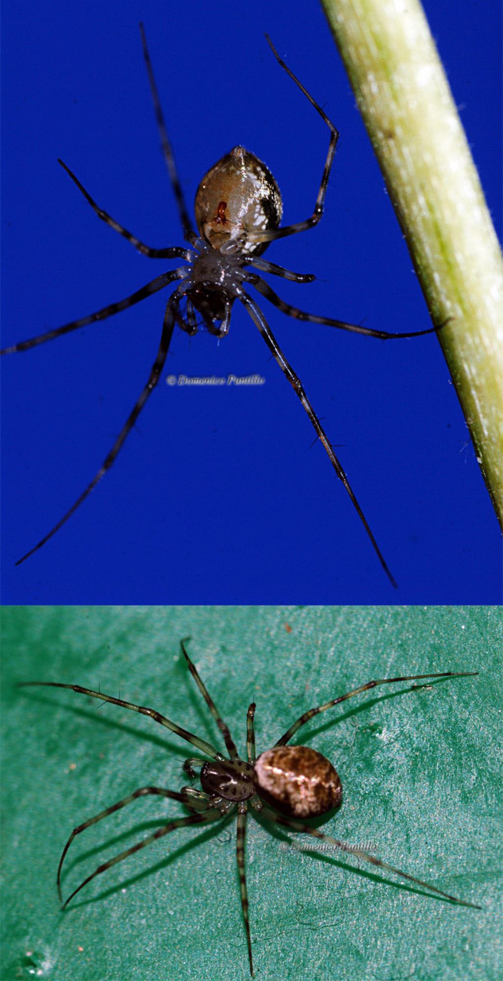 Drapetisca socialis - Sicchitello (SA)